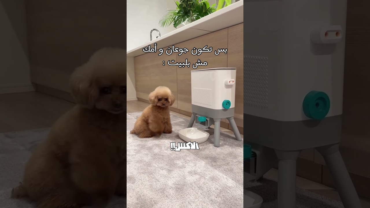 ما في أكل 🤣 #viral #cat #كوميديات #اكسبلور #هتضحك #اكسبلور #هتضحك #قطط