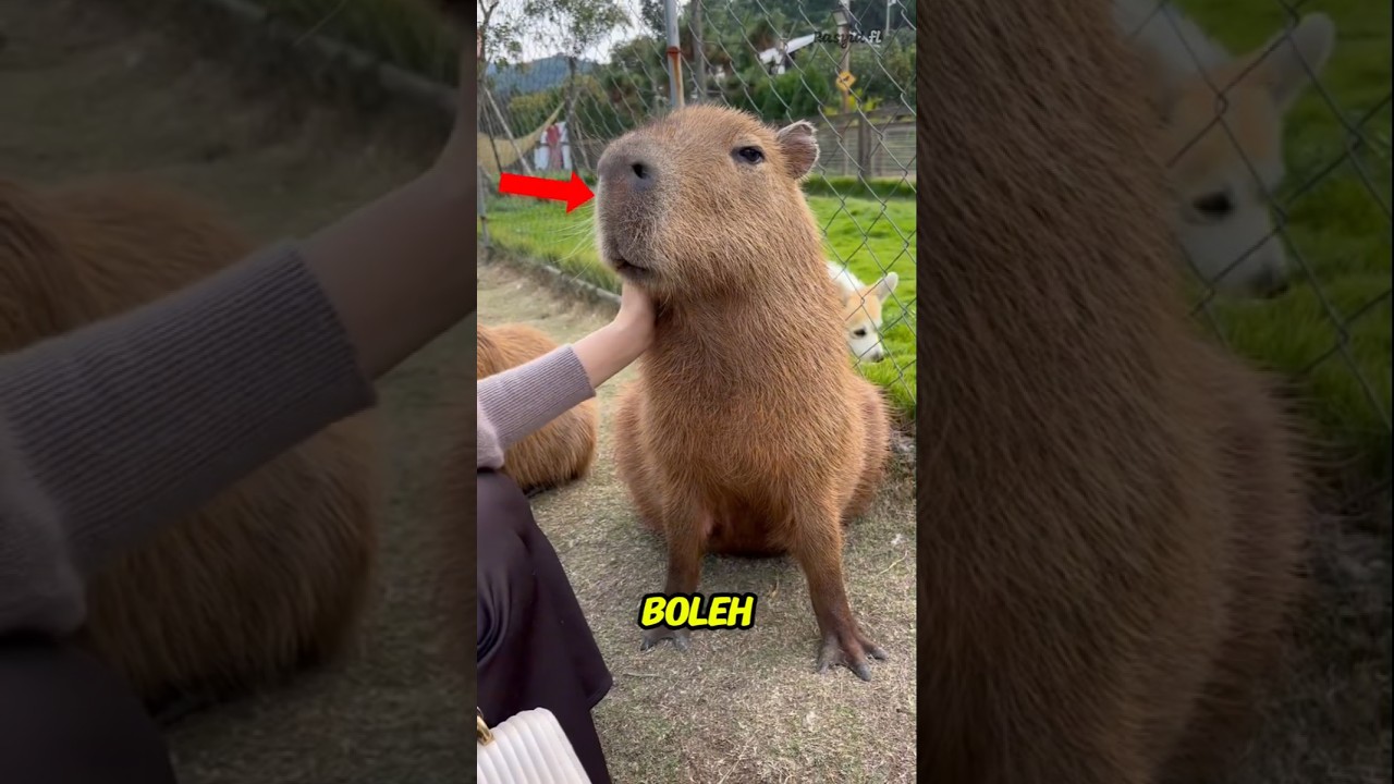 😱 Jangan Sentuh Kapibara Di Air