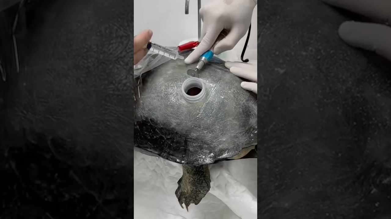 Turtle Shell Repair 😷 #goodtoknow #educational #vet #medicine #funfacts #lifehacks #survival #skill