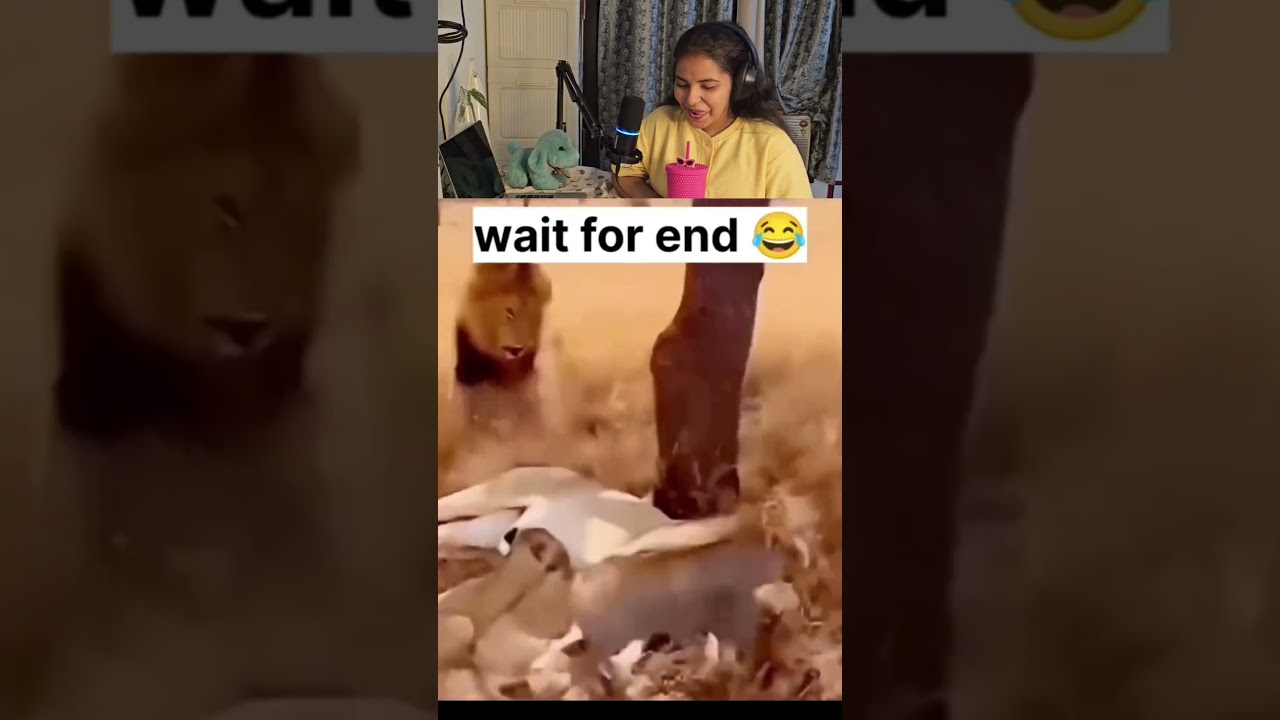 Tudum tadao sher ke sath🤣🤣#trending #petcomedy #lion #animalcomedy #animaldub #shorts #viral