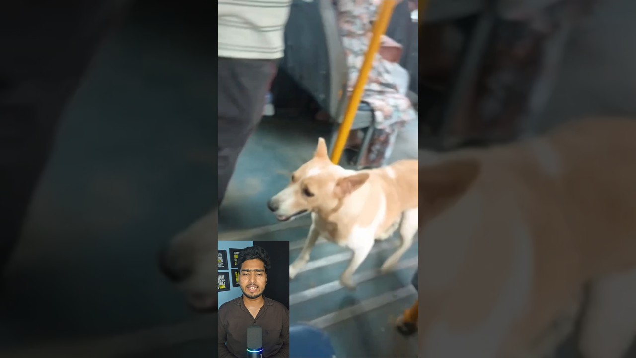 कुत्ते की वफादारी ने लोगों को रुला दिया