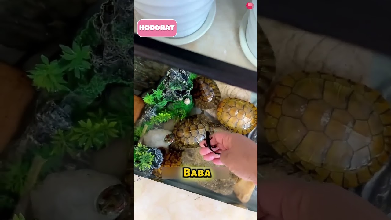 Babası onun evini buldu 🫣🤩
