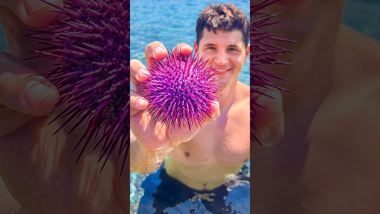 Sea Urchin