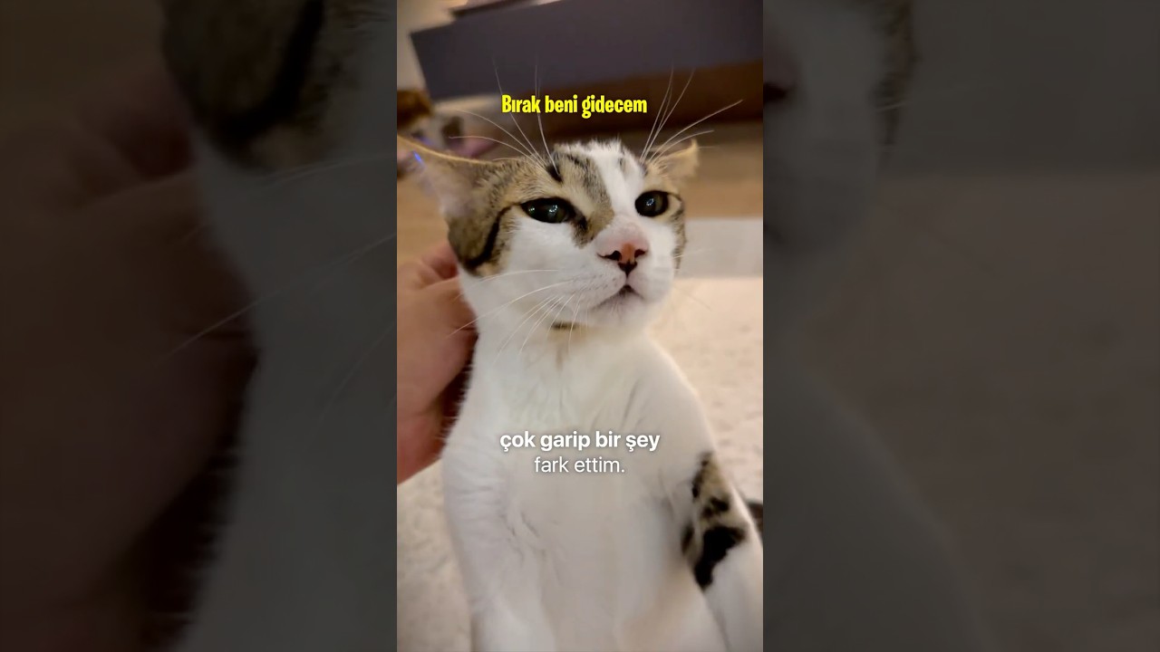 KIRMIZI VS YEŞİL LAZER !! (Kedimin Tepkisi 😾)
