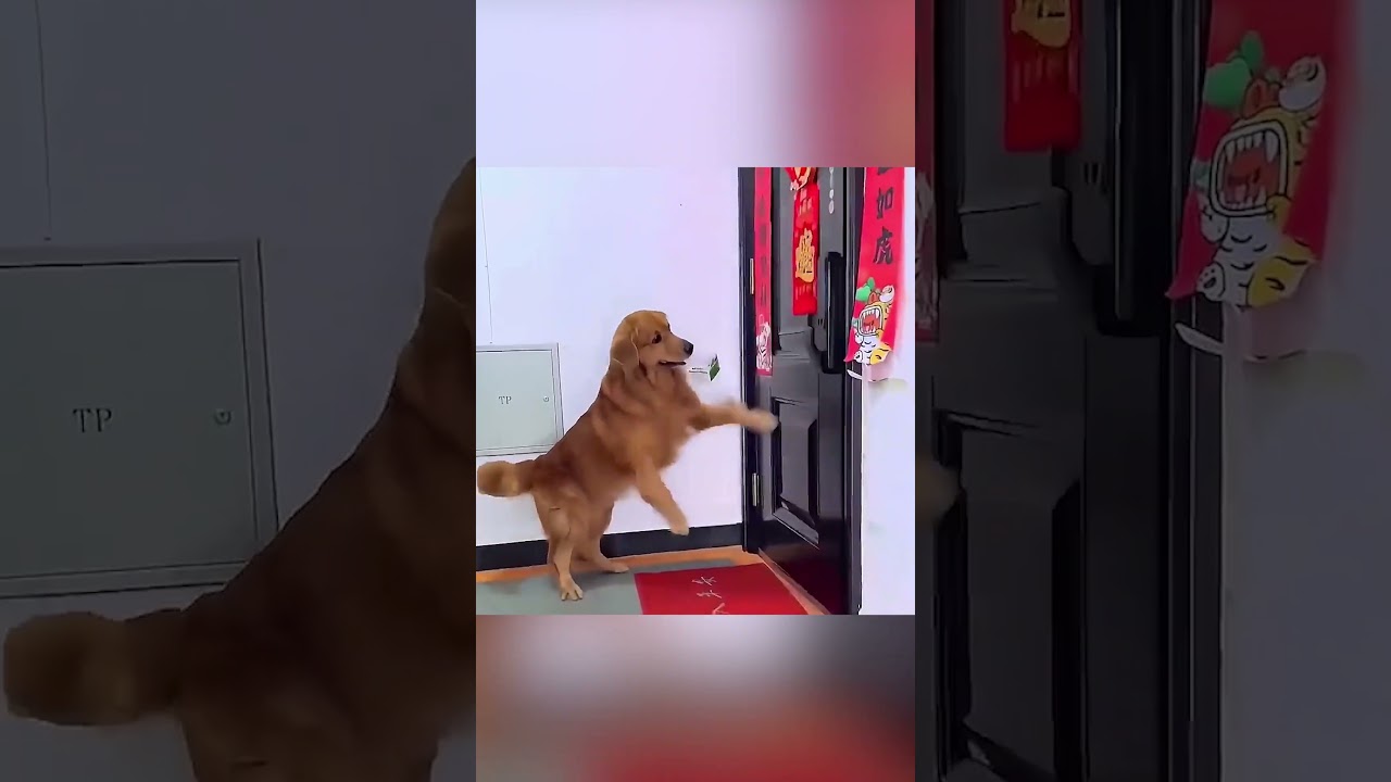 "من مقلب إلى بطل: القصة المذهلة لكلب وفيّ"