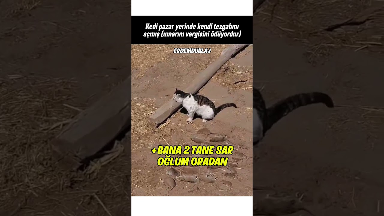 Fare Tezgahı Açan Kedi