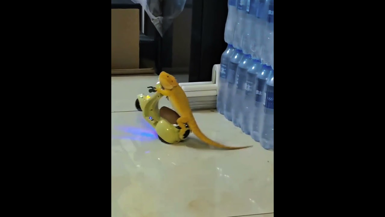 Crazy pets at home 😭 #trollface #troll #edit #shortfeed