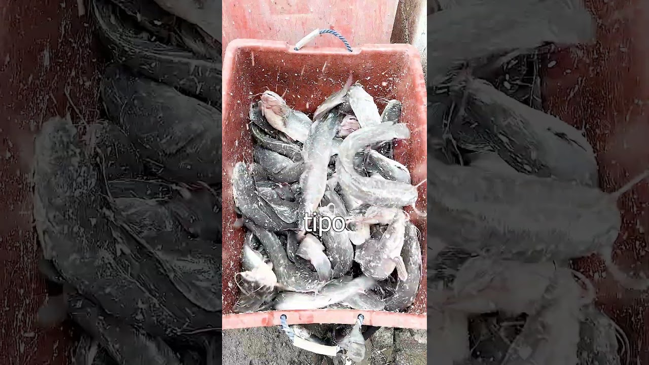 Pra que Jogar Sal no Peixes:?