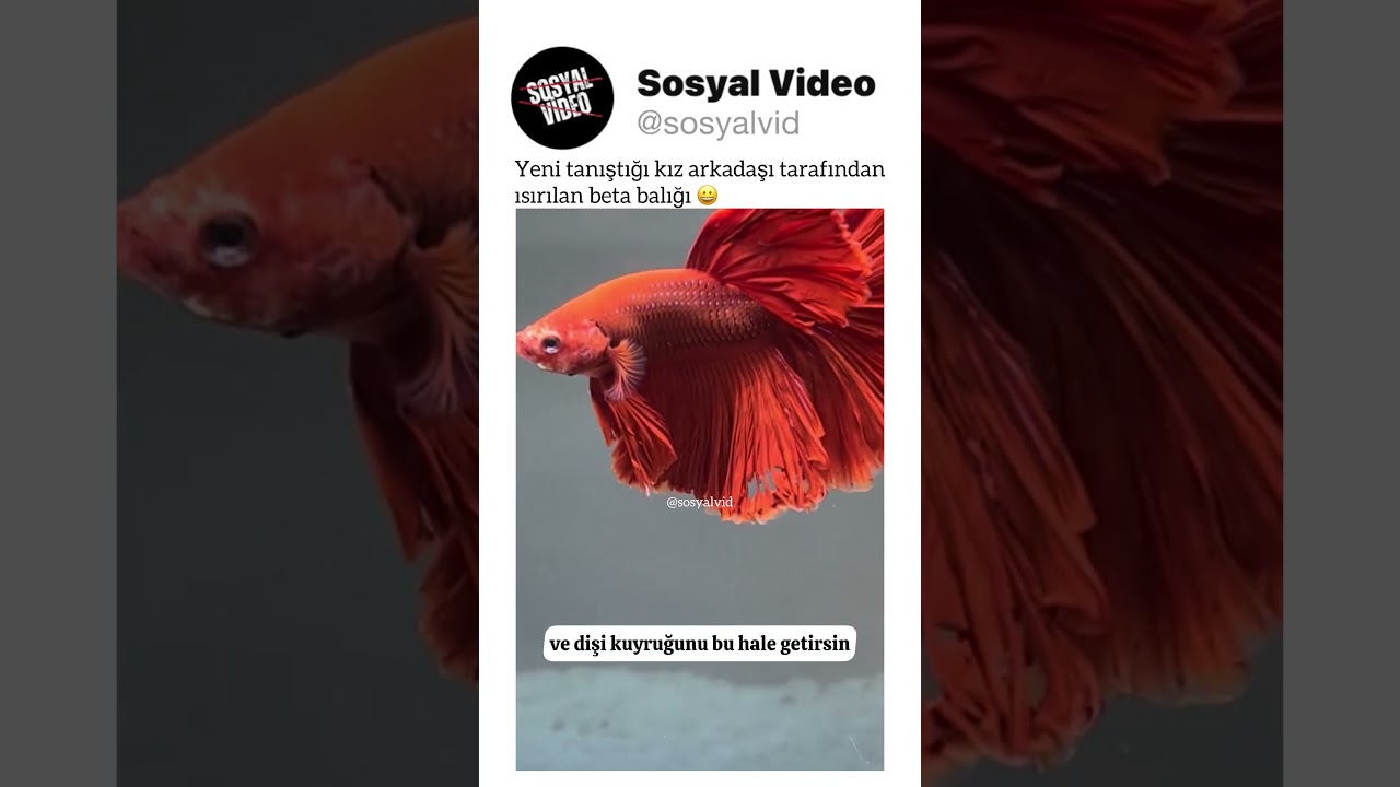 Yeni tanıştığı kız arkadaşı tarafından ısırılan beta balığı 😀