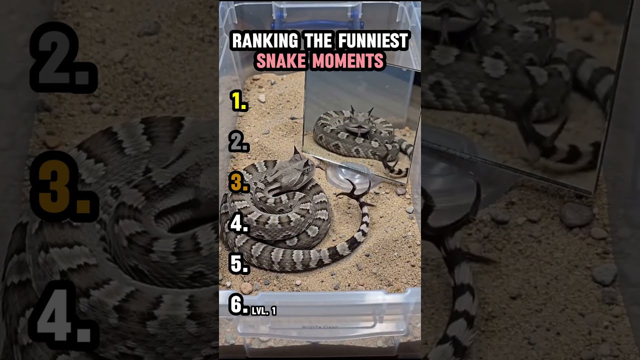 RANKING THE FUNNIEST SNAKE MOMENTS