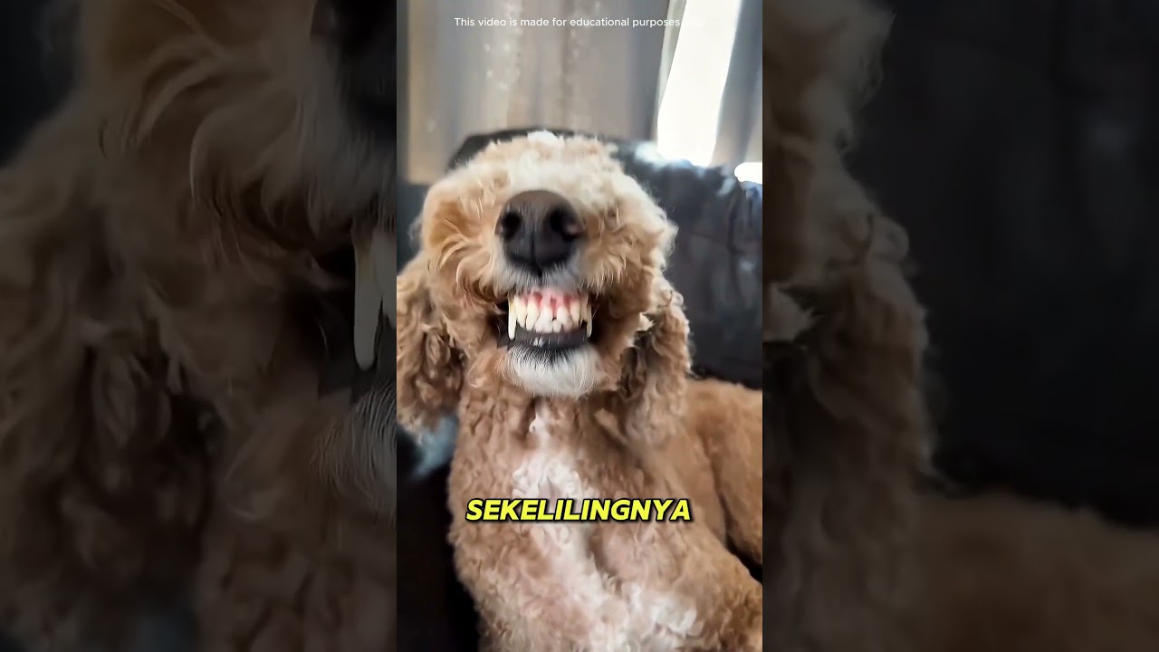 Ada sesuatu yang salah dengan anjingnya.#shortvideo