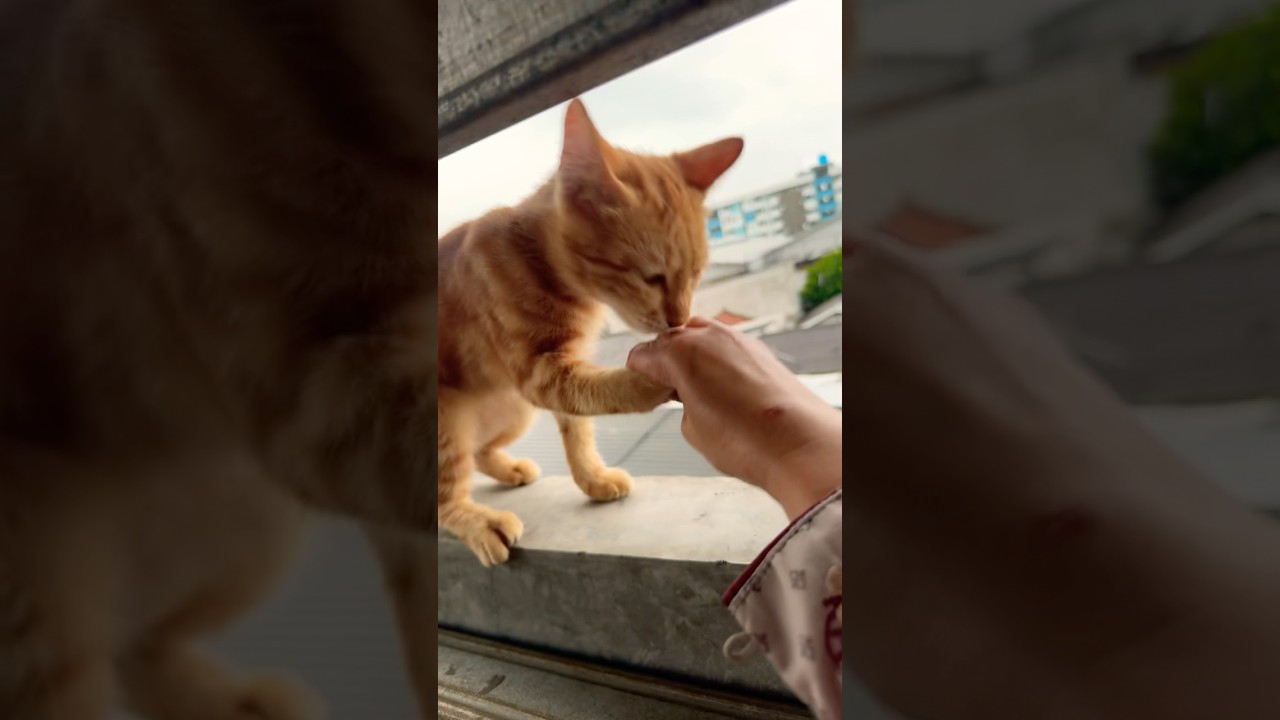 Kucing diajak salim 😹 #cat #trending #funny #lucu #komedi