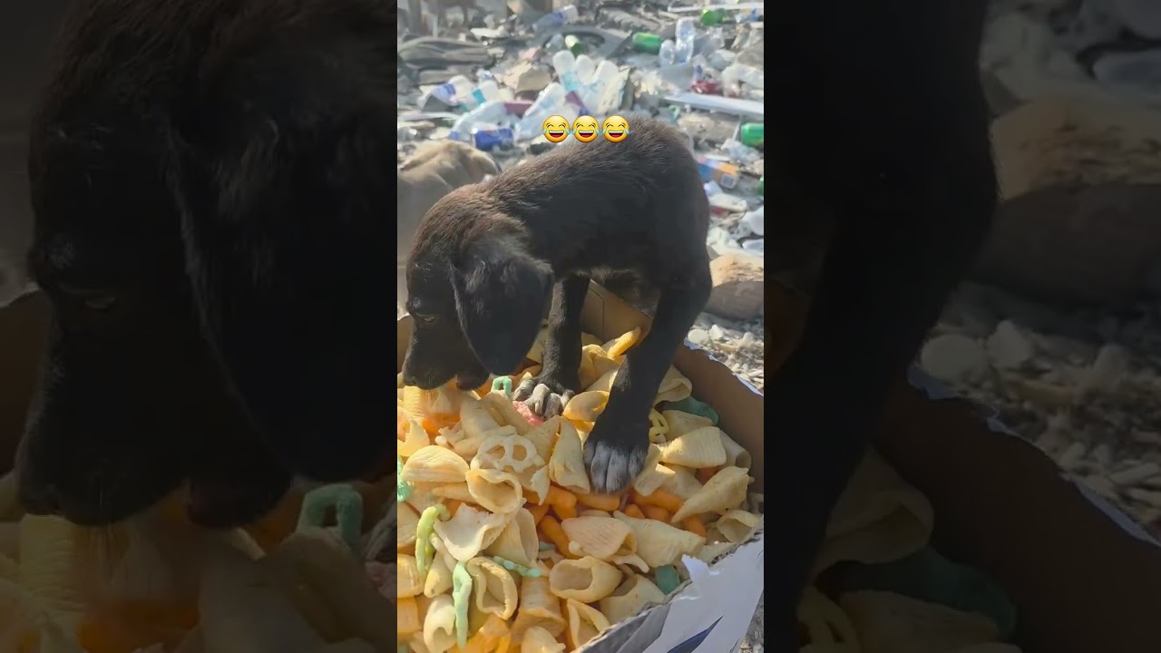 هاي حته شابس جبتلهن حته لا يعضني بعد