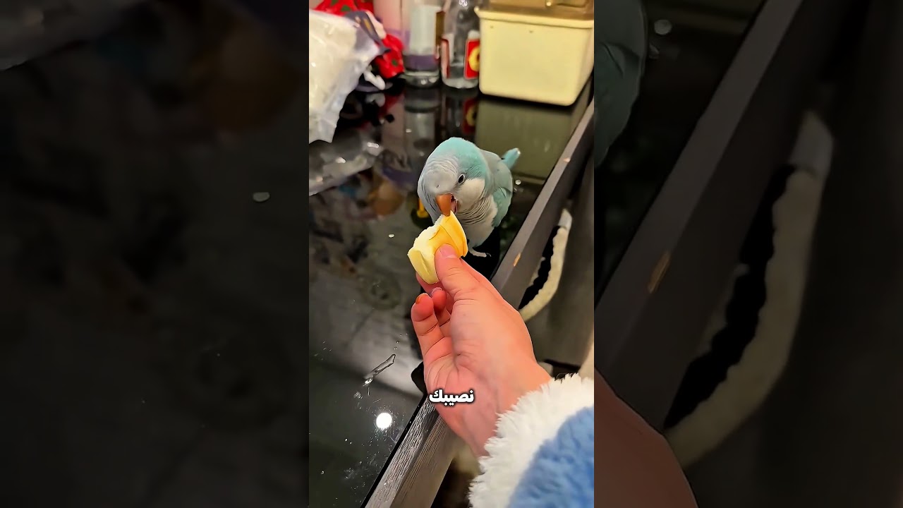 سبيدي مش هتظهر غير بشرط! 😂🔥