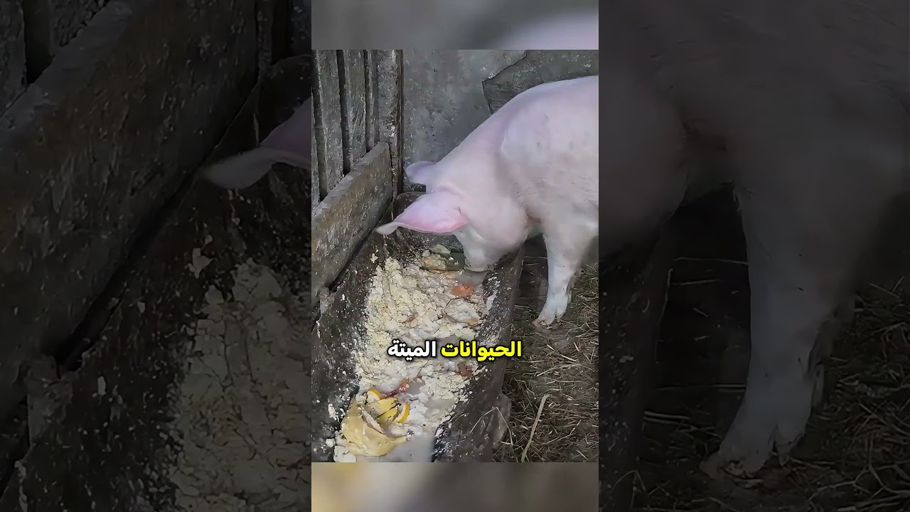 لن تصدق ماذا يفعل الخنزير