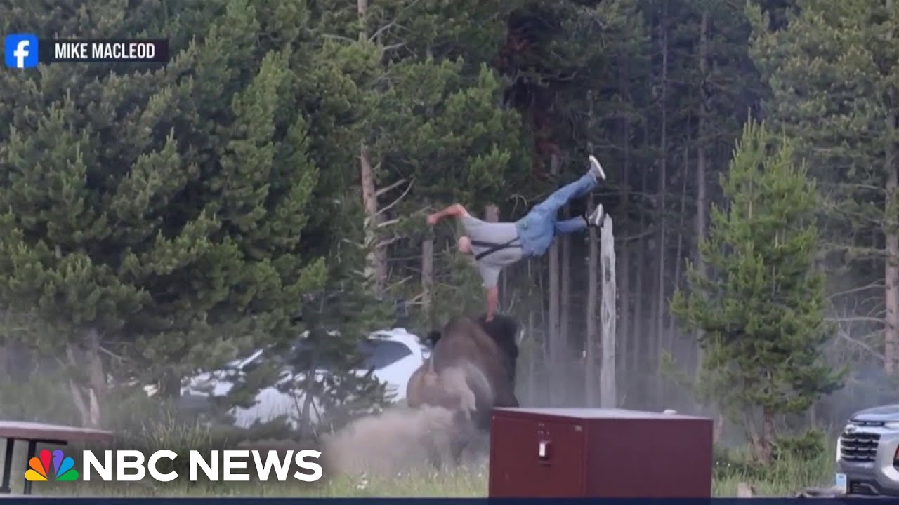 Man hospitalized after bison charge sends him flying at Yellowstone