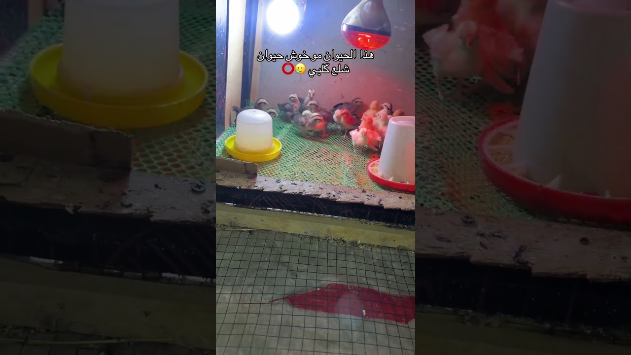 هذا الحيوان مو خوش حيوان شلع گلبي