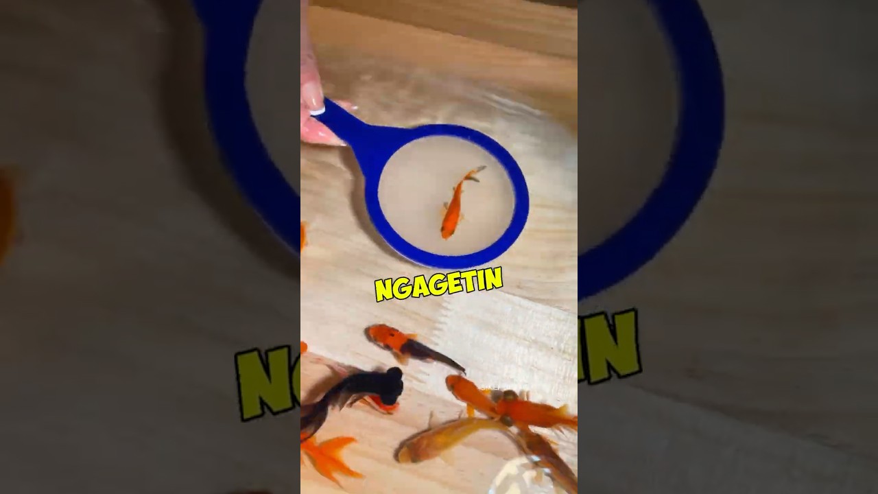 Sengaja biar kalah 🫵😂 #shorts