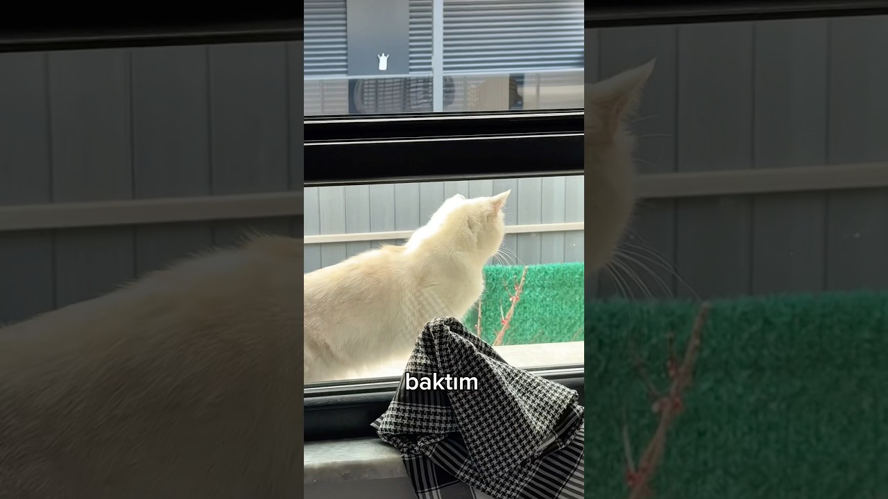 Bu Nasıl Kedi ?