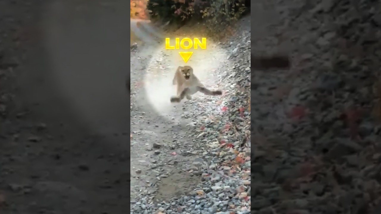 Hiker Gets Attacked By A Mountain Lion
