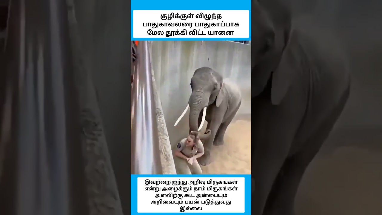 குழிக்குள் விழுந்த பாதுகாவலரை பாதுகாப்பாக மேல தூக்கி விட்ட யானை #shorts