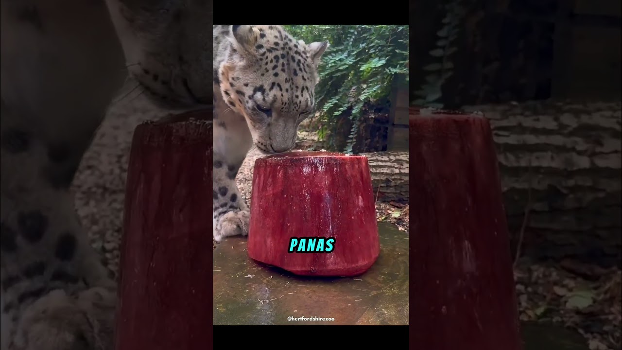 Cara Unik Harimau Mendinginkan Tubuhnya🐯🧊 #shortviral