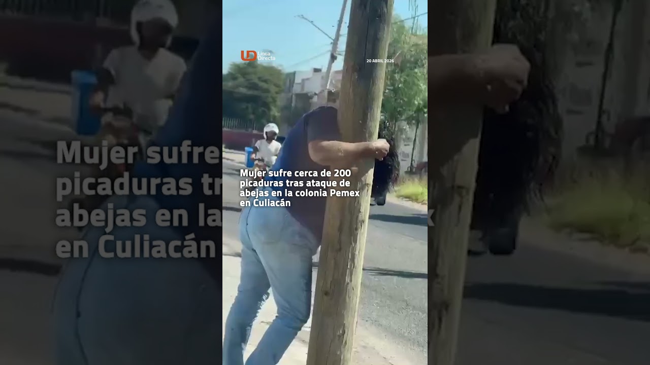 👩🏻‍🦱🐝Mujer sufre cerca de 200 picaduras tras ataque de abejas en la colonia Pemex en Culiacán📍