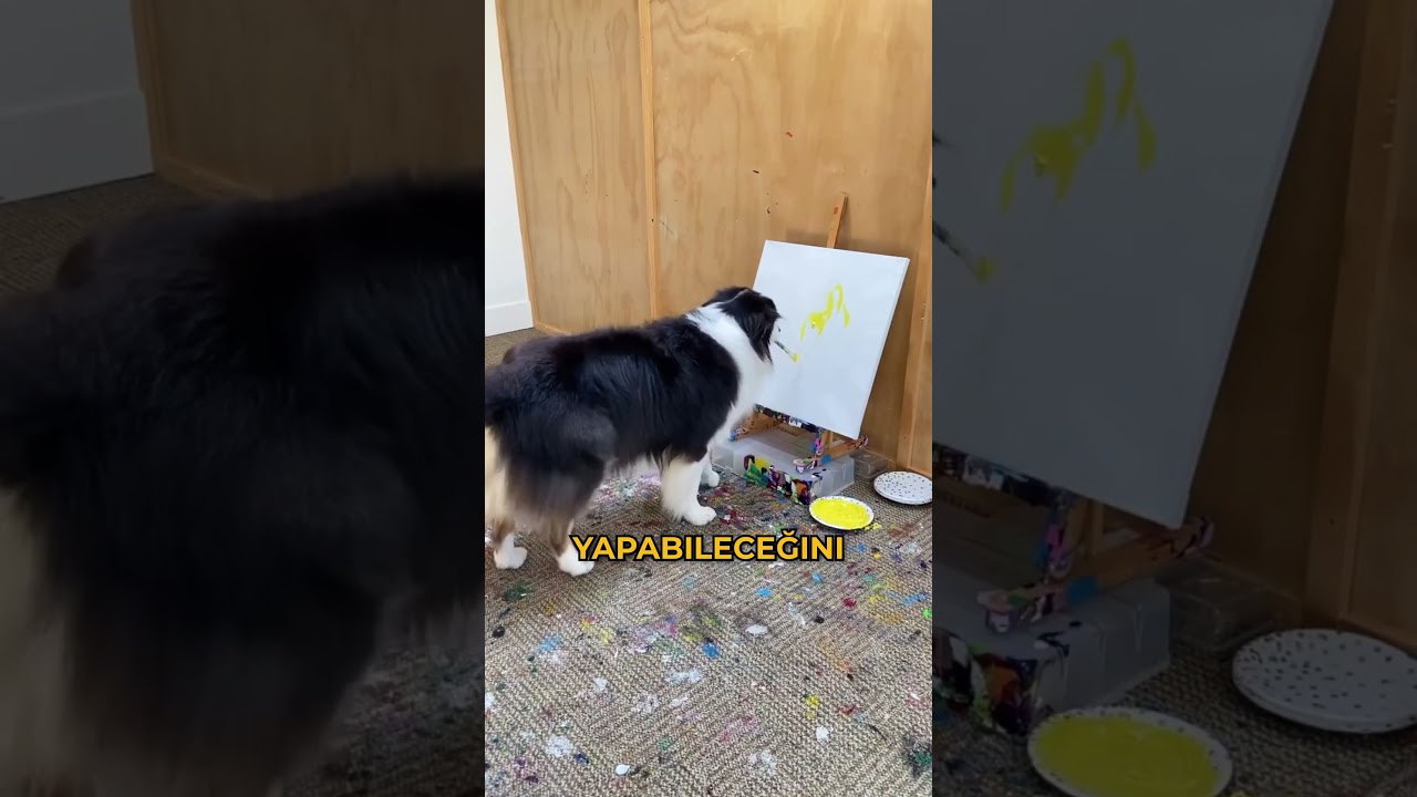 Bu köpek, resim yapma yeteneğiyle sahibini şaşırttı!