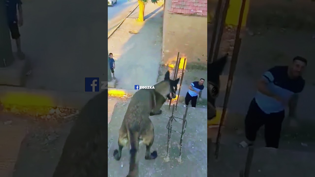الكلب الحيران 😂😂