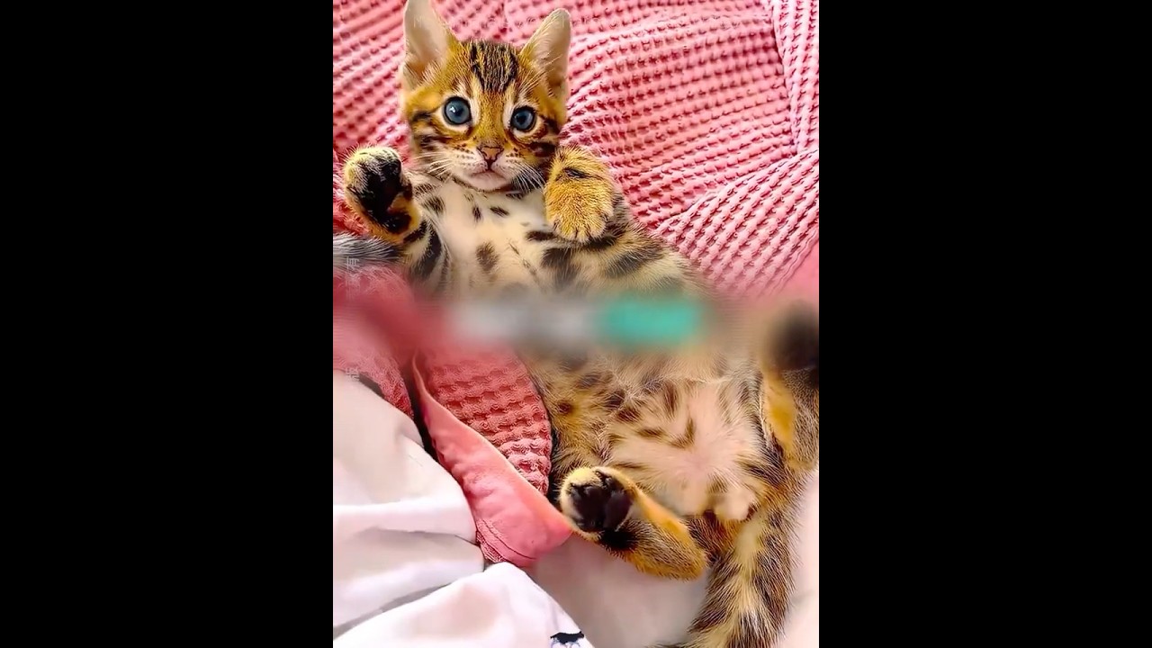 هالرجال انقذ بسة مرة نادرة 😱 #shortvideo
