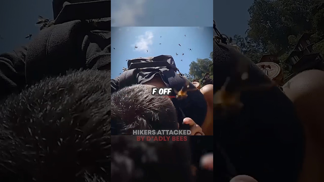 Hikers SWARMED By Bees 🫢