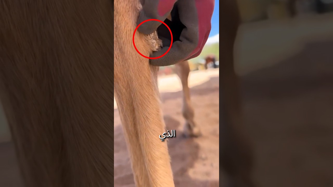 ما هذا الشيء الغريب الذي ينمو على ساق الحصان؟ 🐎🤯