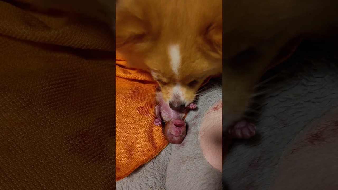 Nossos NETOS nasceram