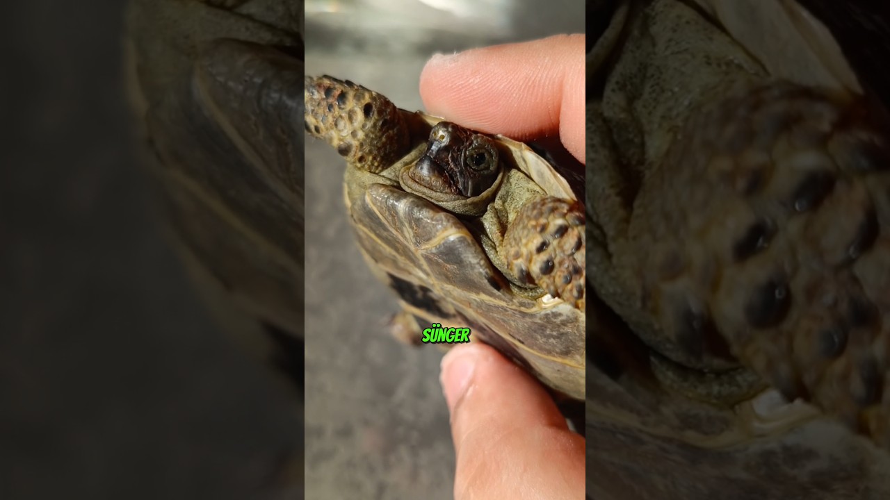 Dünyalar Tatlısı Dostum , Beni Yalnız Bırakma Marullah... #shorts
