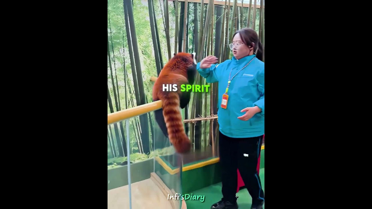 The Red Panda Who Keeps Escaping 🦝😂 #shorts