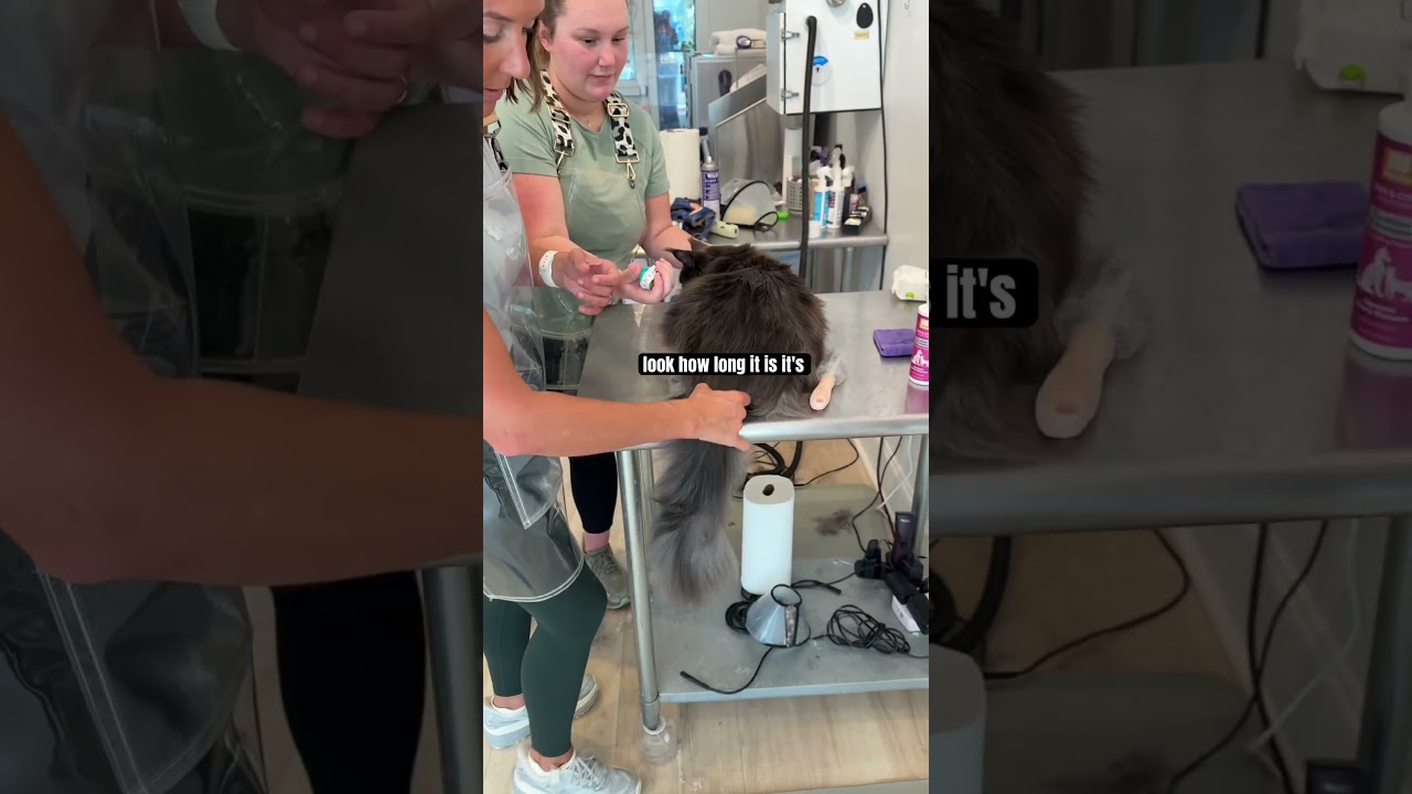 Longest Cat Tail in the 🌍?? Perhaps! - Published by Whitney Bullock