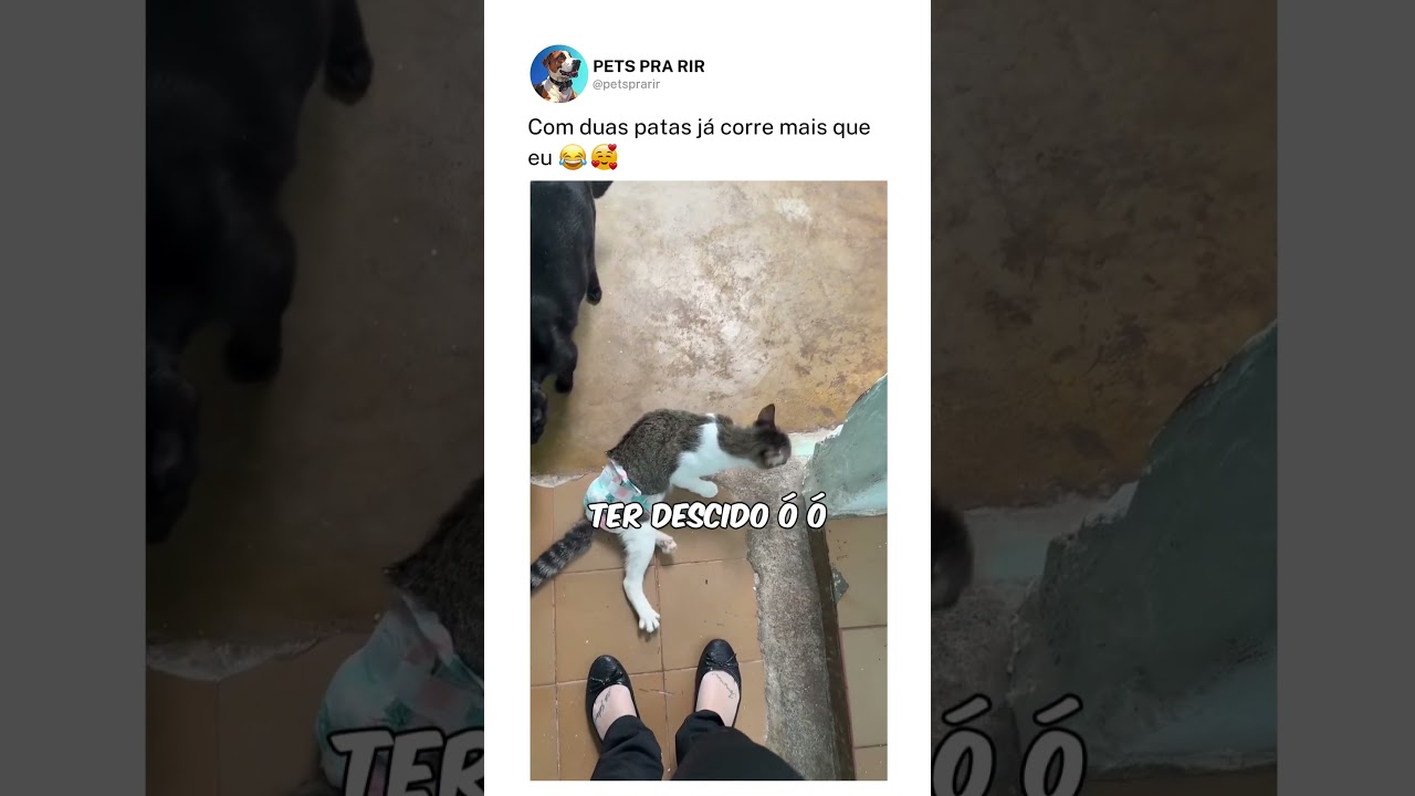 Com duas patas já corre mais que eu🥰❤️
