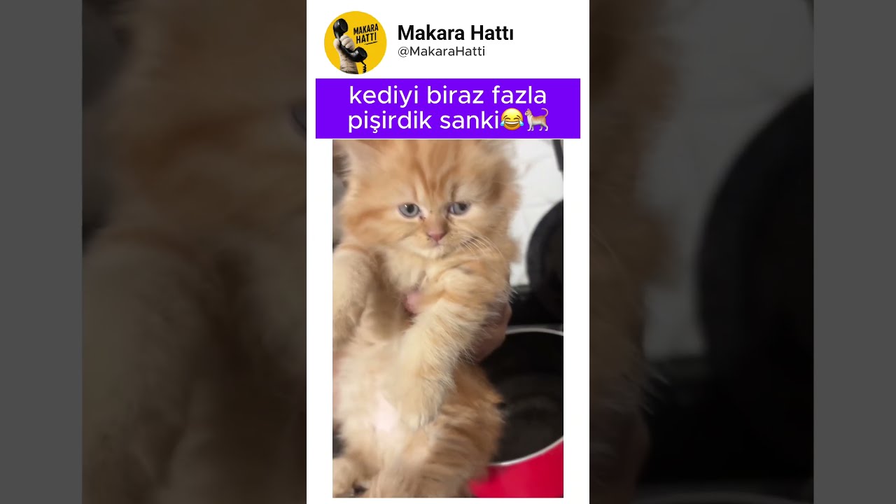 fazla pişmiş kedi çok tatlı