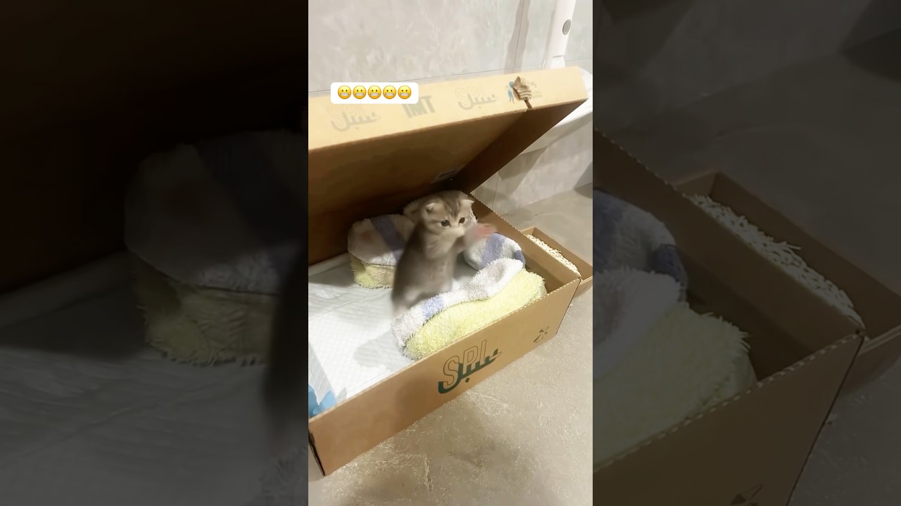اشتريت قطة غريبة جدا 😨