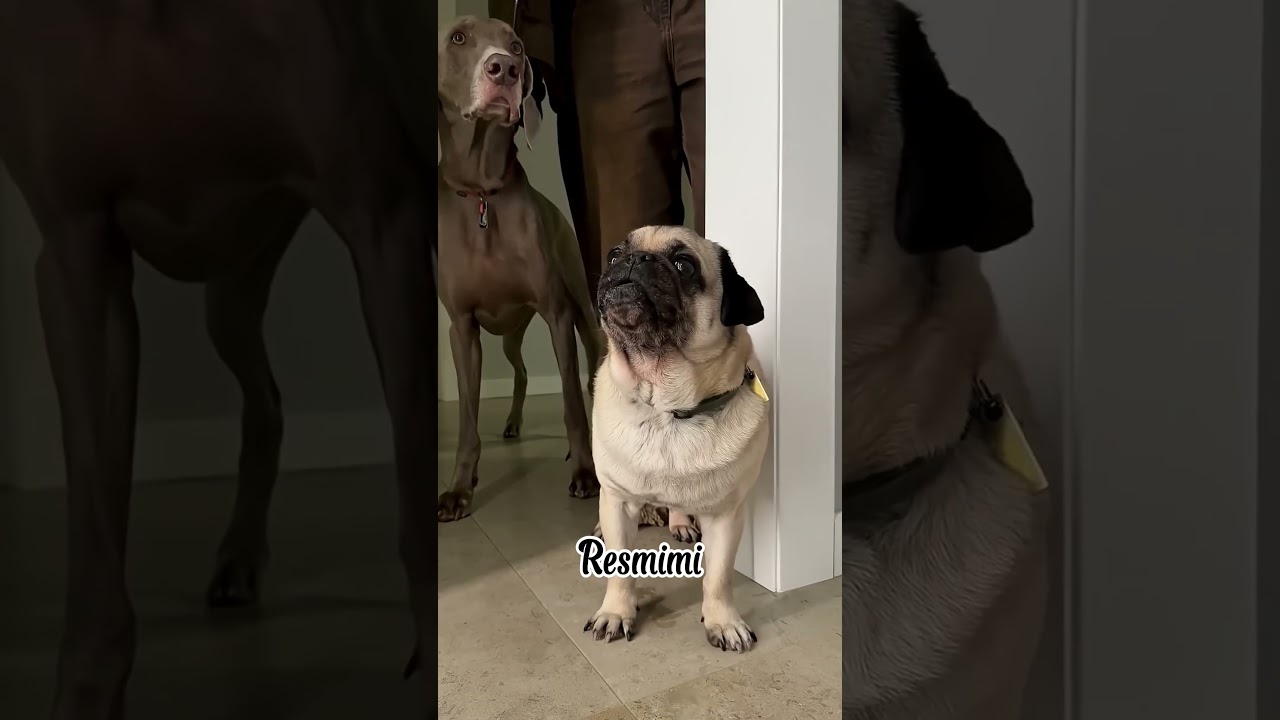 Sonu Monu'nun tablosu aniden konuşmaya başladığında