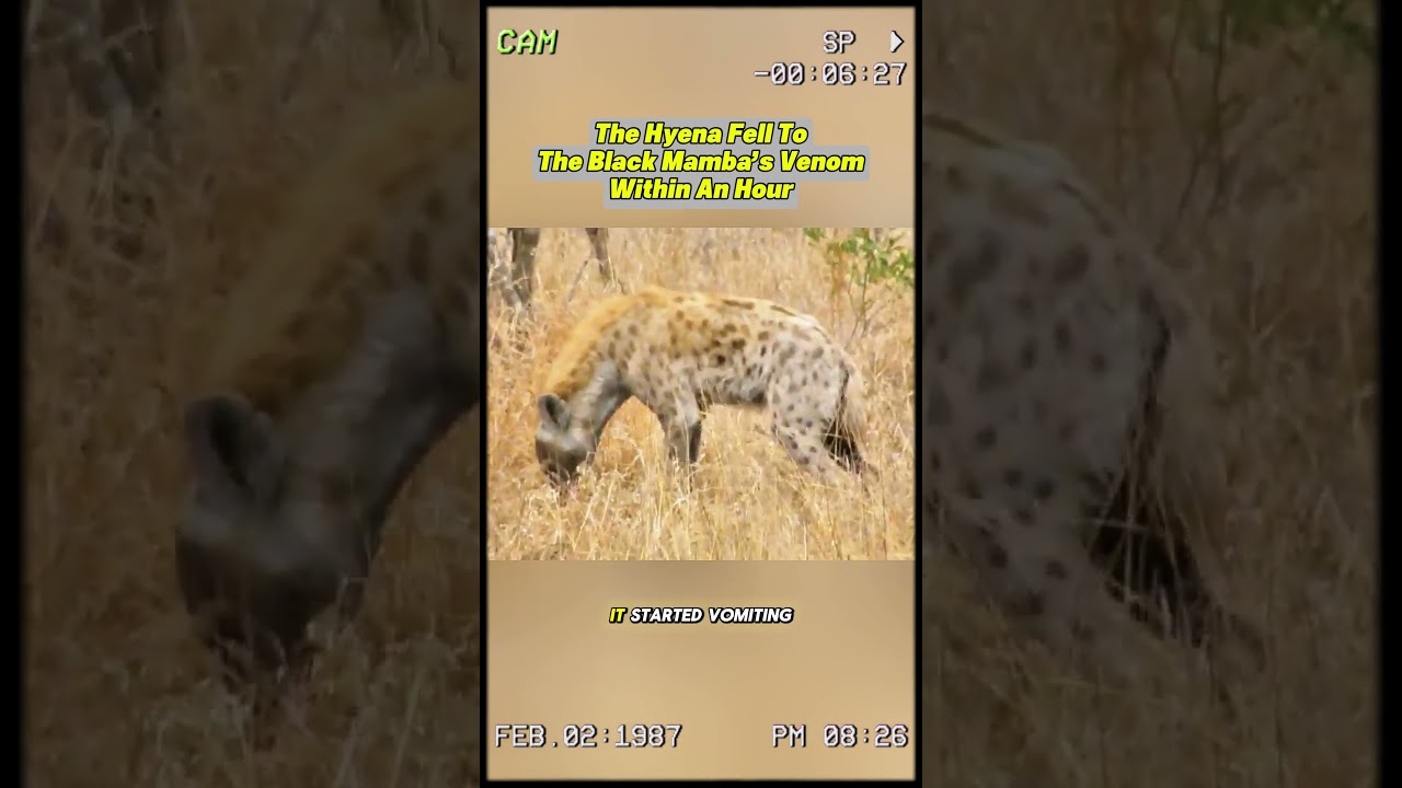 The hyena fell to the black mamba's venom within an hour. #animals #shorts #fypシ