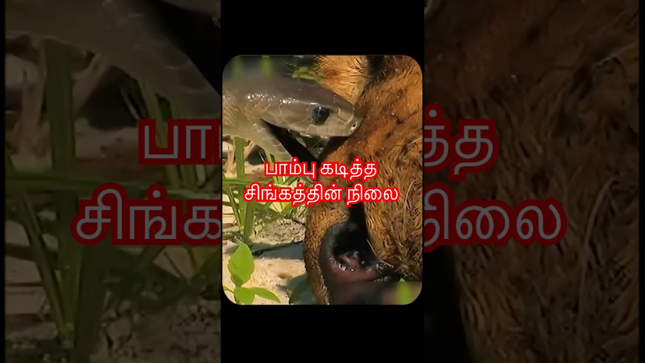 Struggle of a lioness #animals #curiositymatters