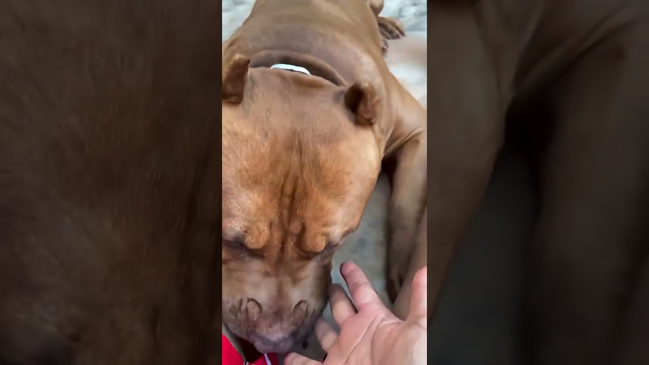 Eating while playing #doglover #pets #dogs #reels #tiktok