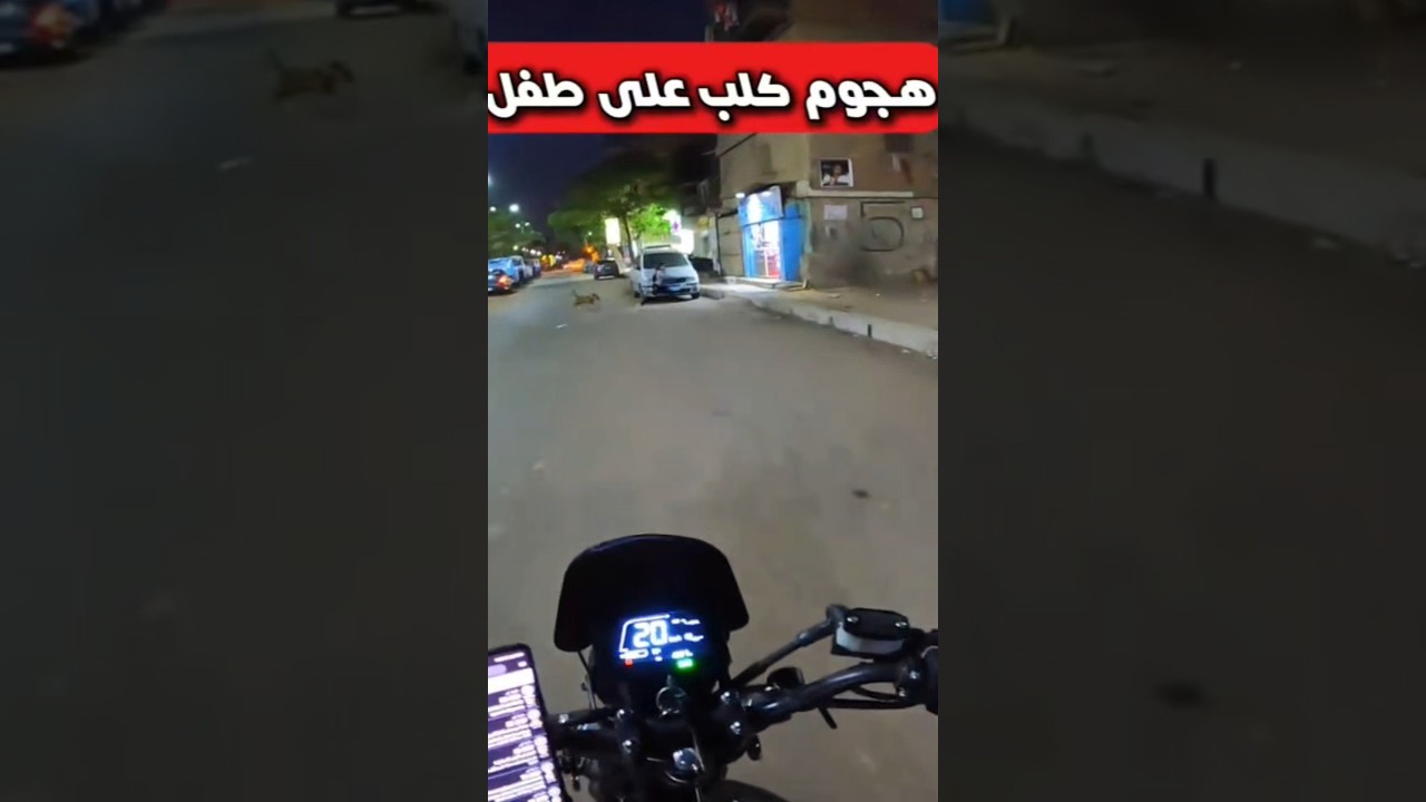 كلاب الشارع عامله ذعر للاطفال 🐕‍🦺