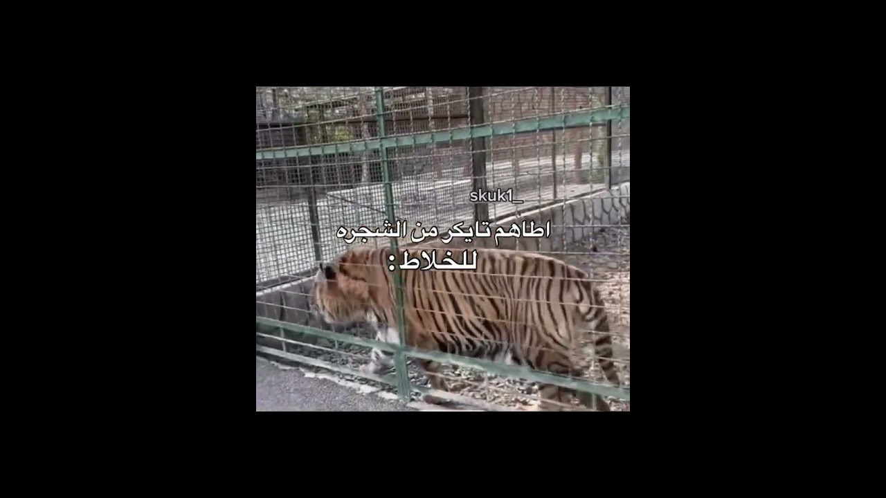 ستوريـات بنات كيـوت، ستوريـات بنـات انستـا كيـوت بـدون كتابـه فيديوهـات كيـوت بـدون حقـوق 💜.