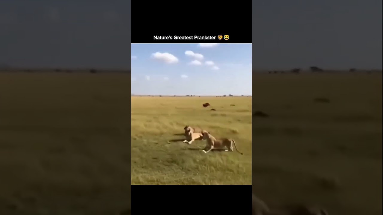 शेरों के झुंड के बीच से निकल गया जंगली सुअर 😂🦁🐗 | Lions का बना मज़ाक!