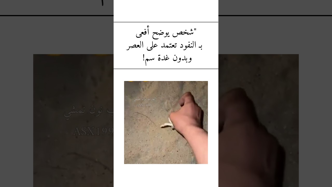 شخص يوضح أفعى بـ النفود تعتمد على العصر وبدون غدة سم! 🐍🏜️🔥