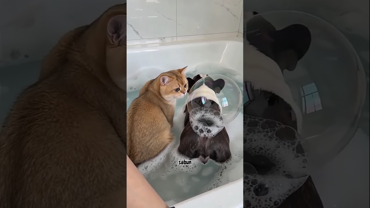 Tommy ve Michan Banyosu 🛁🤢