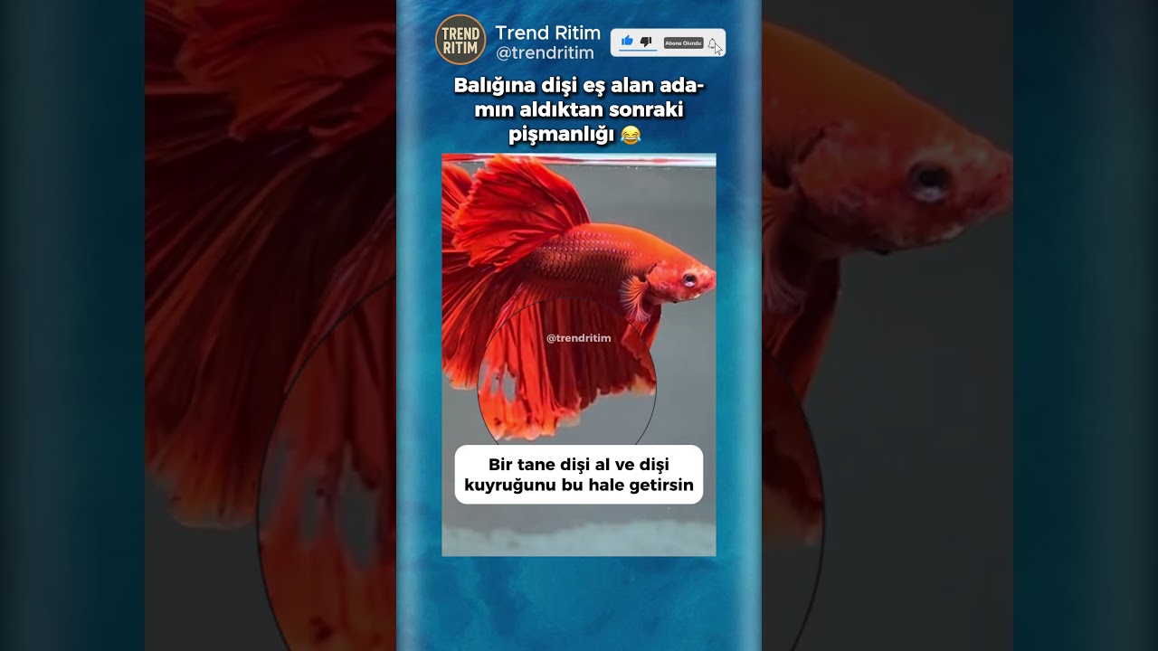Balığına Eş Olarak Aldığı Dişi Balığın Yaptığı Şeyi Gösteren Adam 😂😁