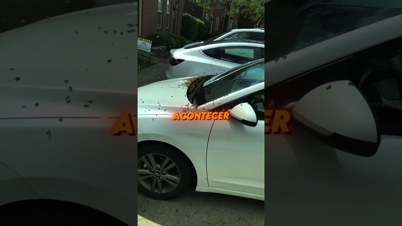 Já viu uma colmeia no carro? #carros #carro